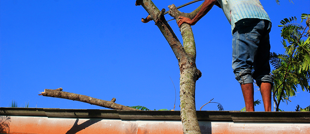 A homeowner trimming a tree to protect their roof